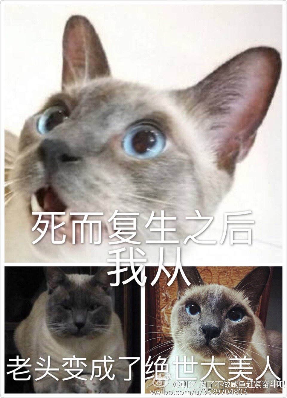 死而复生之后我从老头变成了绝世大美人百度网盘